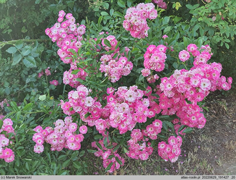 Rosa hort. Doc