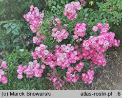 Rosa hort. Doc