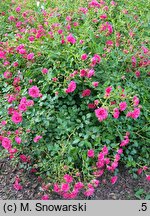 Rosa hort. TANydor