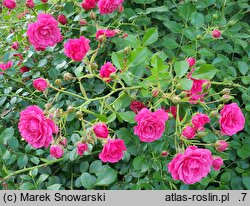 Rosa hort. TANydor
