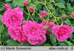 Rosa hort. TANydor