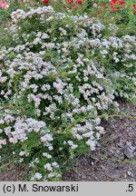 Rosa hort. Heideröslein