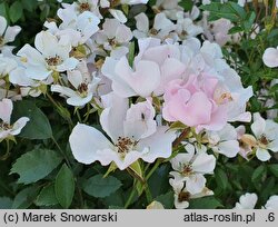 Rosa hort. Heideröslein