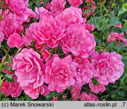 Rosa hort. Poulgode
