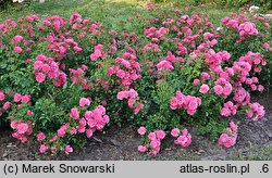 Rosa hort. Poulgode