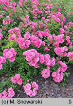 Rosa hort. Poulgode