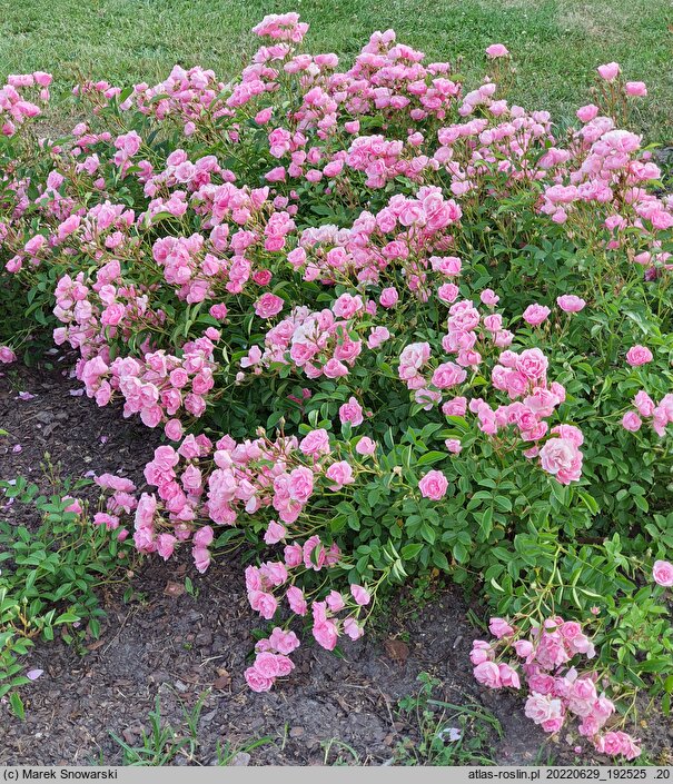Rosa hort. Interlav