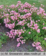 Rosa hort. Interlav