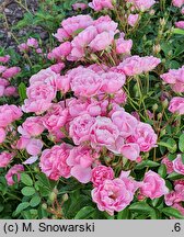 Rosa hort. Interlav