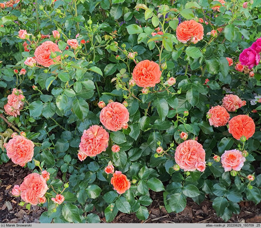 Rosa hort. Korgeriora