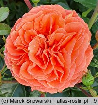 Rosa hort. Korgeriora