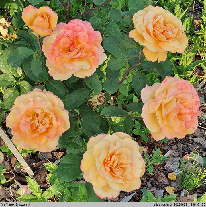 Rosa hort. Strike It Rich