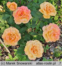 Rosa hort. Strike It Rich