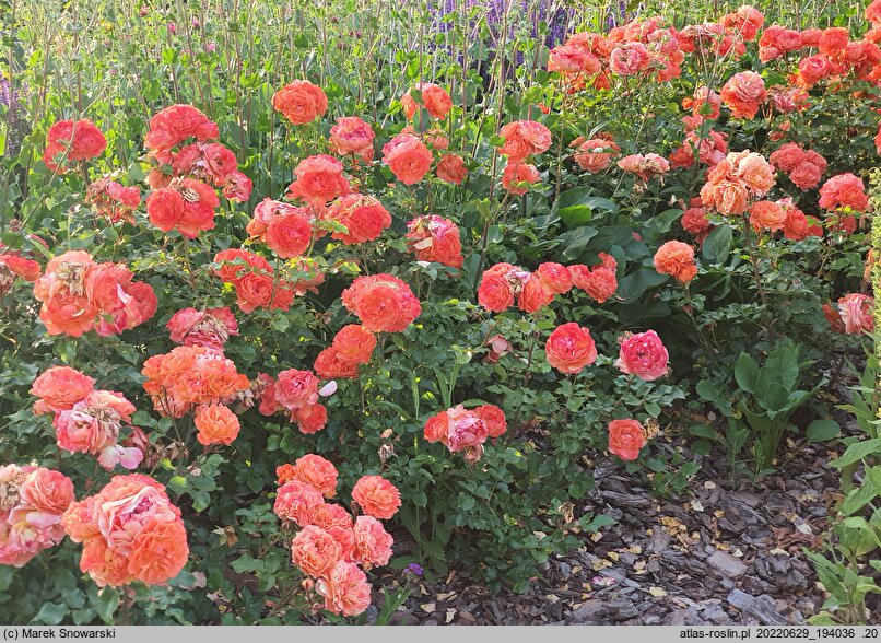 Rosa hort. Korrosobi
