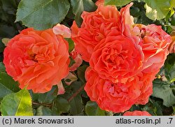 Rosa hort. Korrosobi