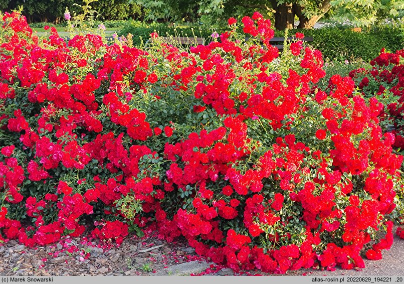 Rosa hort. Salsa