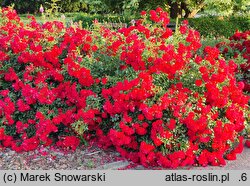 Rosa hort. Salsa