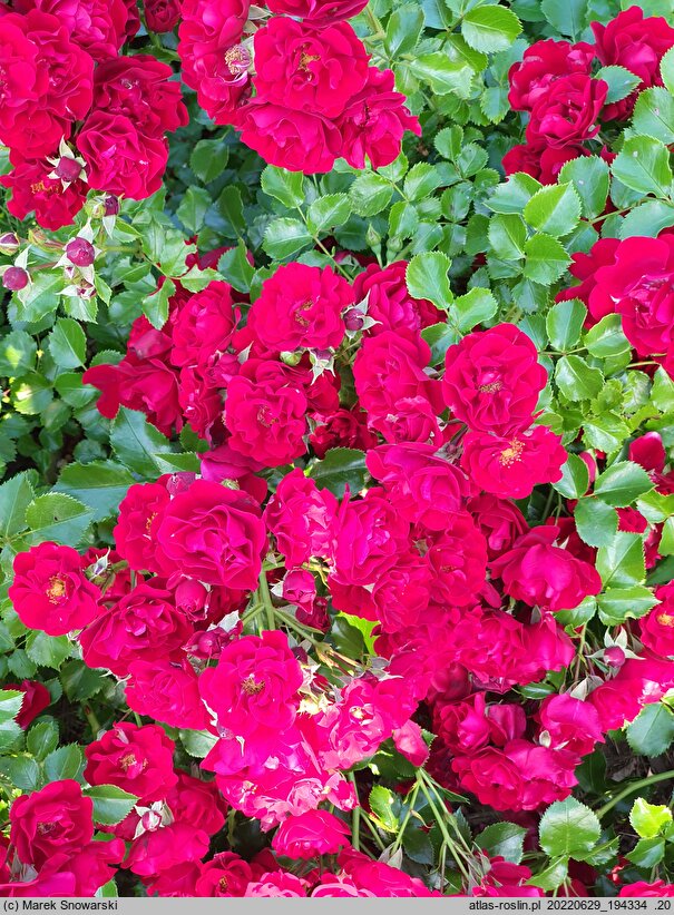 Rosa hort. Bienenweide Hellrot