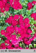 Rosa hort. Bienenweide Hellrot
