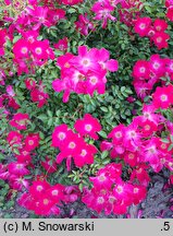 Rosa hort. Jacretou