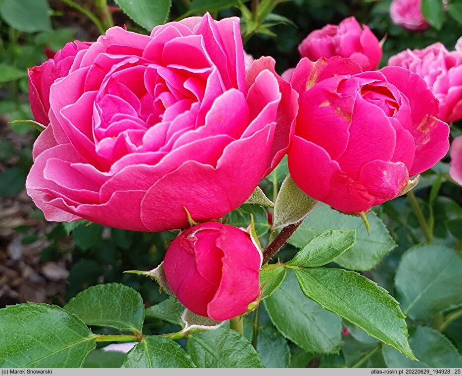 Rosa hort. Magic Rokoko