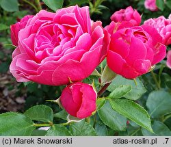 Rosa hort. Magic Rokoko