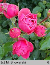 Rosa hort. Magic Rokoko