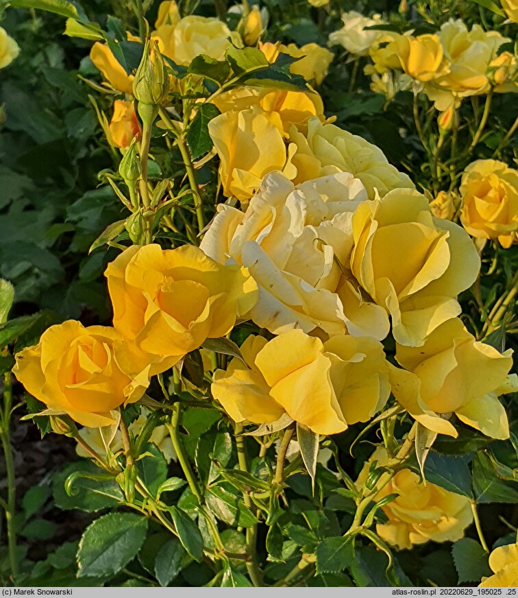 Rosa hort. Meianycid