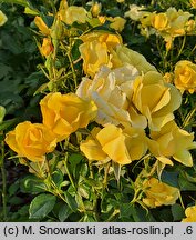 Rosa hort. Meianycid