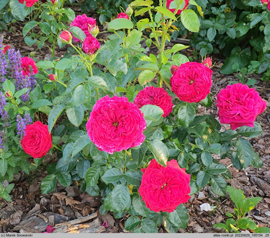 Rosa hort. Harmove