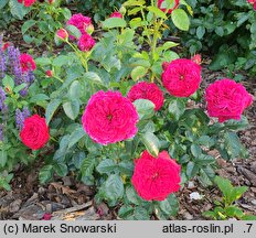 Rosa hort. Harmove