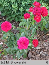 Rosa hort. Harmove