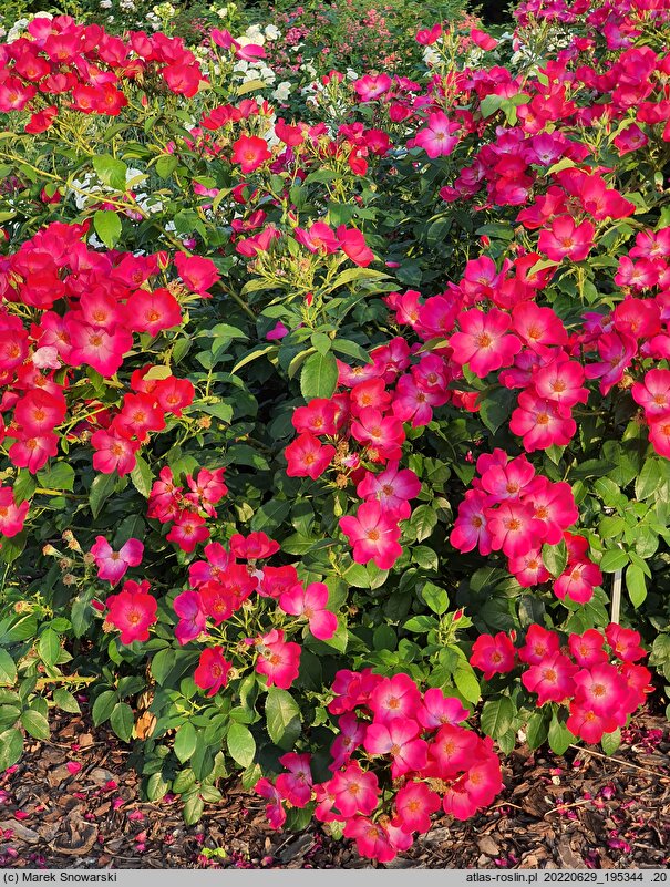 Rosa hort. Viscada