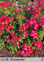 Rosa hort. Viscada