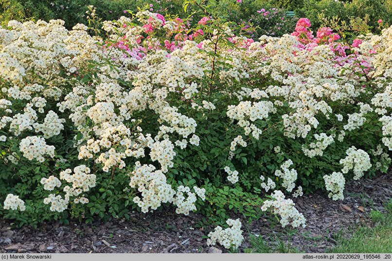 Rosa hort. Visvioli