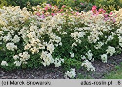 Rosa hort. Visvioli