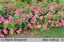 Rosa hort. Velheav