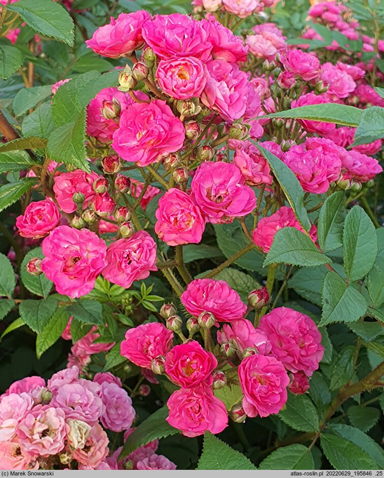 Rosa hort. Velheav