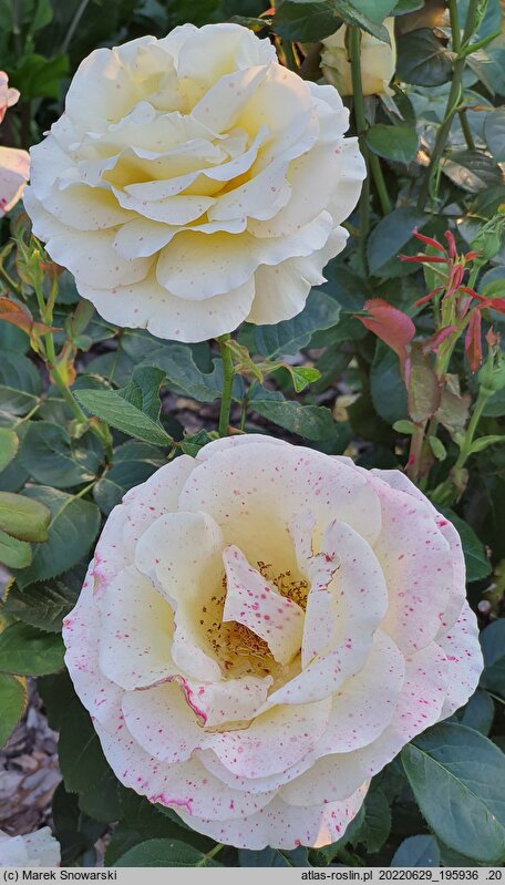 Rosa hort. Tan04341