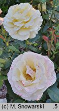 Rosa hort. Tan04341