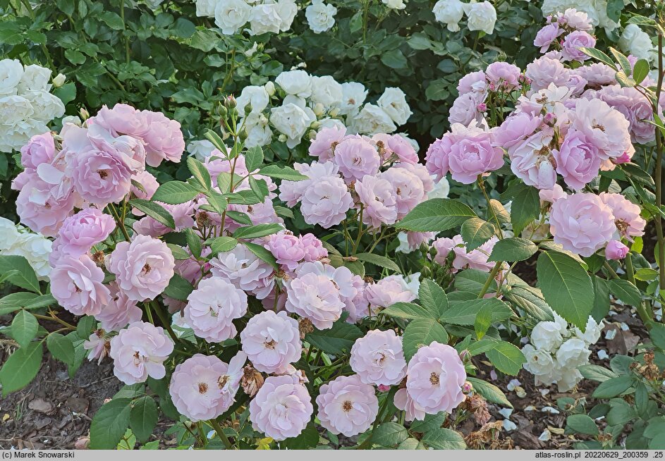 Rosa hort. Lilac Bouquet