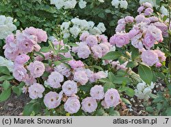 Rosa hort. Lilac Bouquet