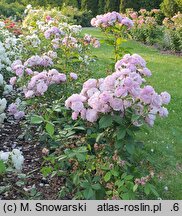 Rosa hort. Lilac Bouquet
