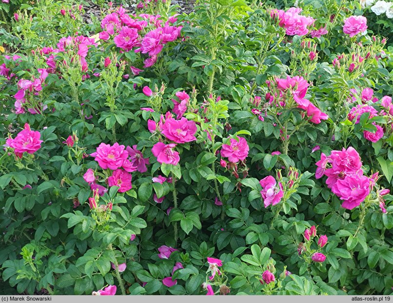 Rosa rugosa Admiration