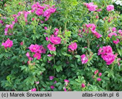 Rosa rugosa Admiration