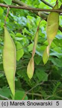 Cercis canadensis (judaszowiec amerykański)