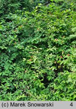 Calycanthus floridus (kielichowiec wonny)