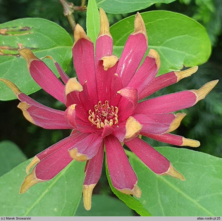 Calycanthus floridus (kielichowiec wonny)