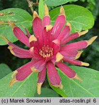 Calycanthus floridus (kielichowiec wonny)