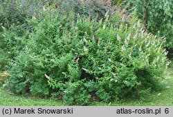 Spiraea ×pseudosalicifolia (tawuła nibywierzbolistna)